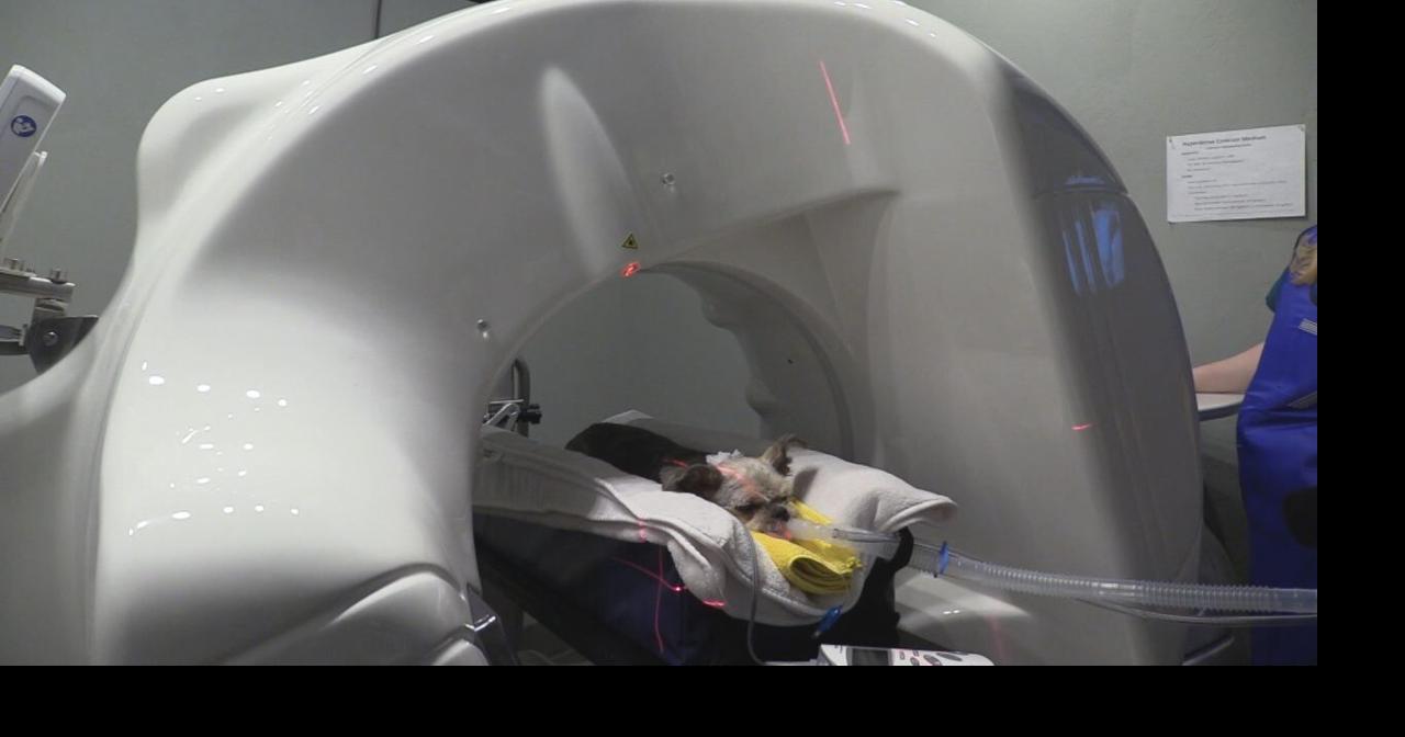 Kennewick vet clinic first in the state to have highdefinition CT