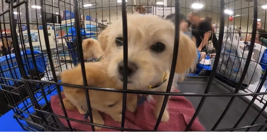 Kennewick PetSmart holds pet adoption event Top Stories