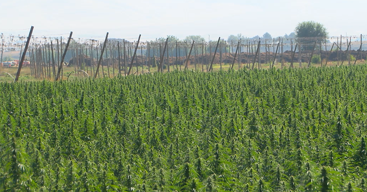 Rep. Dan Newhouse meets with hemp farmers amid Ag Bill review