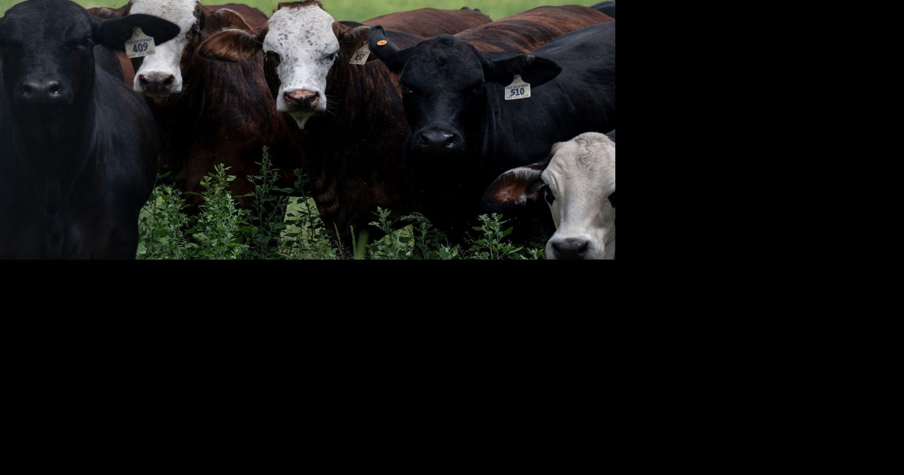 Trump signs executive order to bolster American cattle industry and lower beef prices