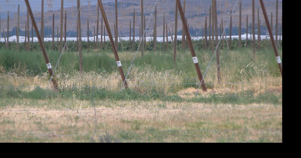 Some Yakima County Growers Look To Embrace Technology as Agriculture Automation Grows | News