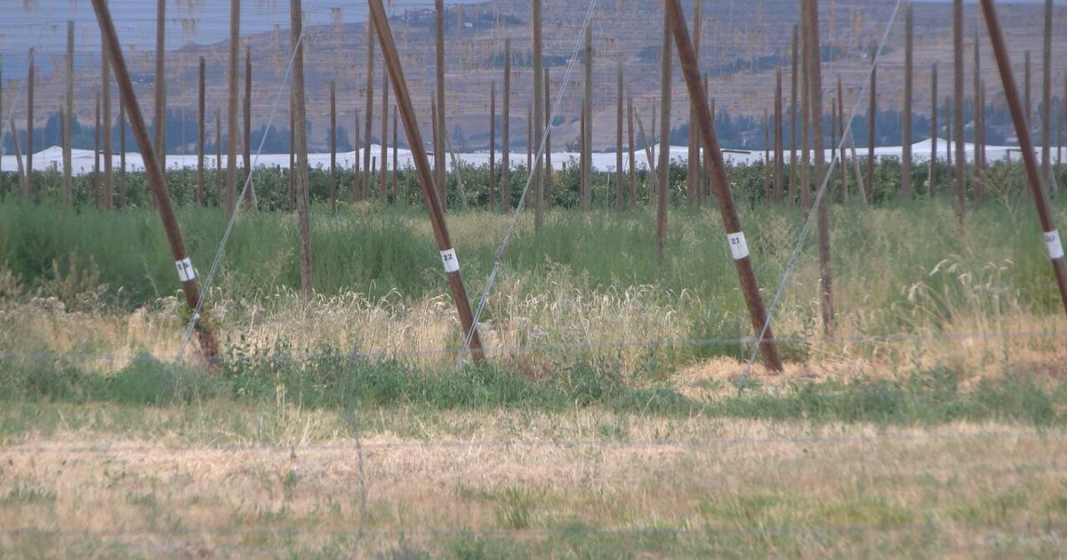 Some Yakima County Growers Look To Embrace Technology as Agriculture Automation Grows | News Some Yakima County Growers Look To Embrace Technology as Agriculture Automation Grows | News