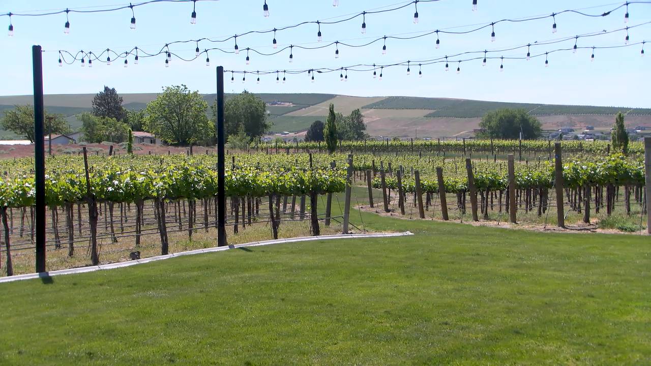 Washington wine industry braces for fourth consecutive drought year