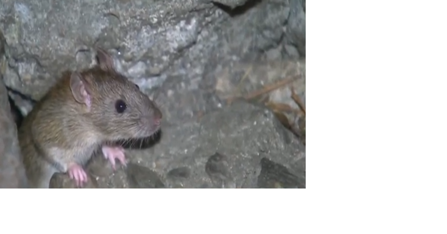 Rat population surges across Tri-Cities as residents report increased ...