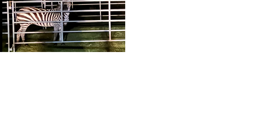 Shug, Washington's famous zebra on the run, captured in North Bend - Vimarsana News