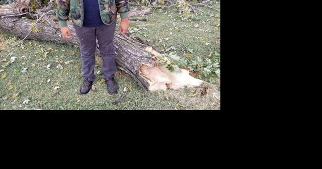 City of Richland to replace aging trees in Jefferson Park for renew and replace model - Vimarsana News