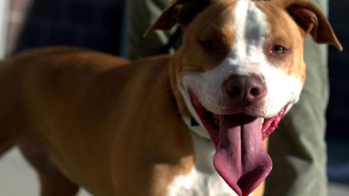 Yakima City Council decides to continue ban on pit bulls, Local News