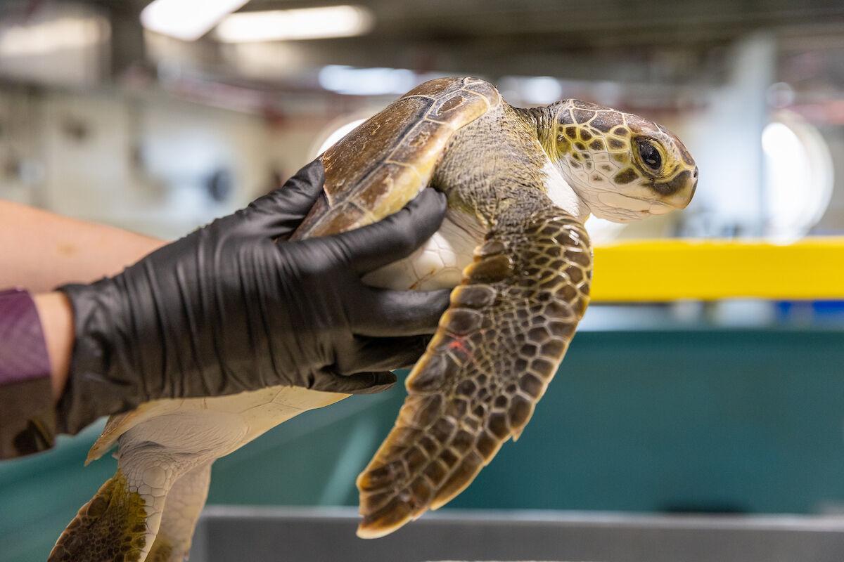 Workers At National Aquarium Evaluate Sea Turtle