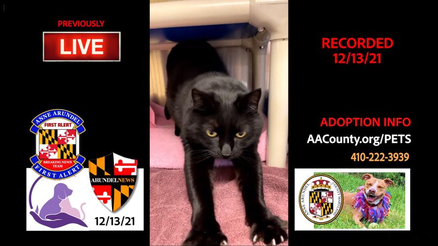 Anne Arundel County Animal Care and Control adoption show 12/13/21