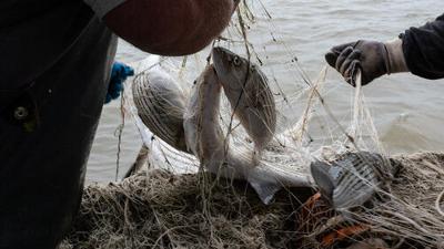 Emergency Striped Bass Regulations Approved By Maryland General Assembly, News
