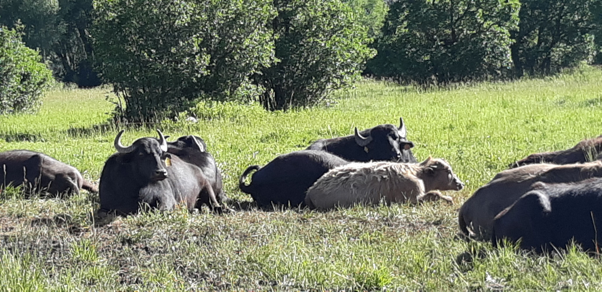 Ranching water buffalo in the Roaring Fork Valley | News