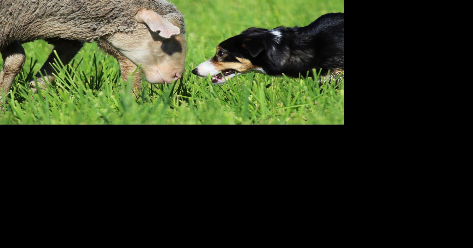 National sheepdog finals underway News
