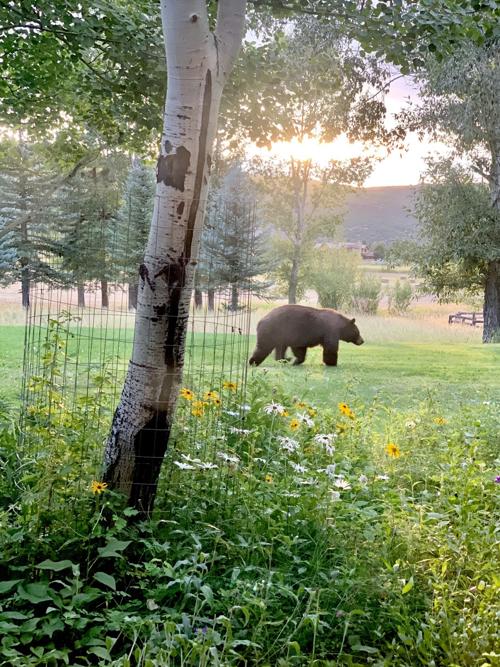 Backyard bruin