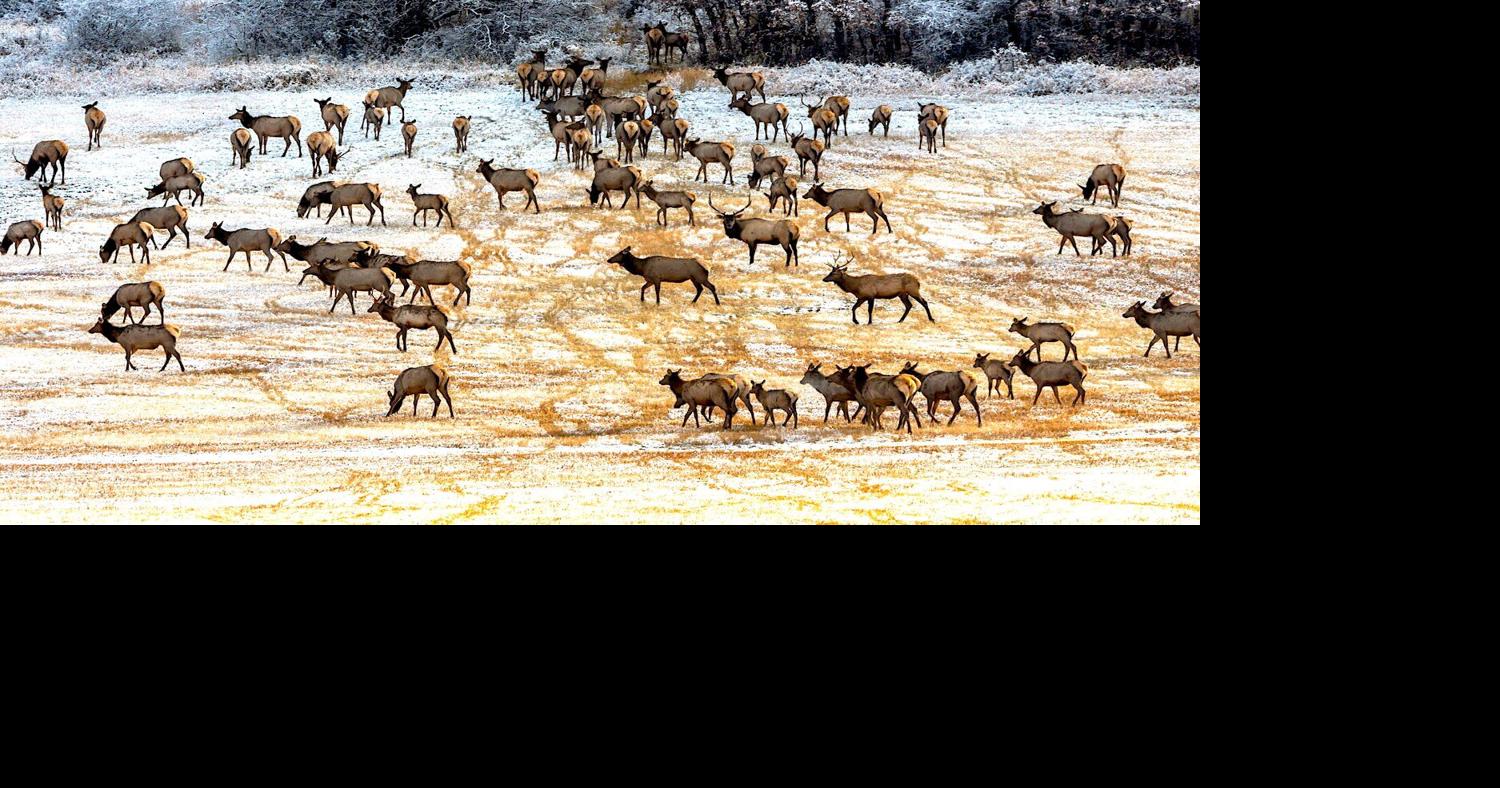 Amid habitat loss, wildlife are ‘adapting to what we have left’