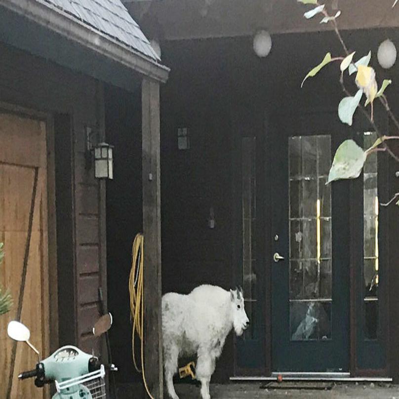 Mountain Goat Tours Aspen Neighborhoods News Aspendailynews Com