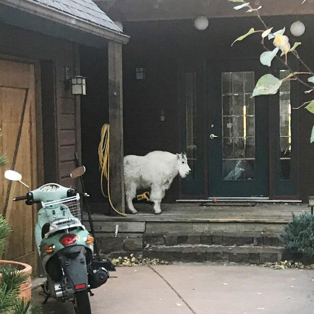 Mountain Goat Tours Aspen Neighborhoods News Aspendailynews Com