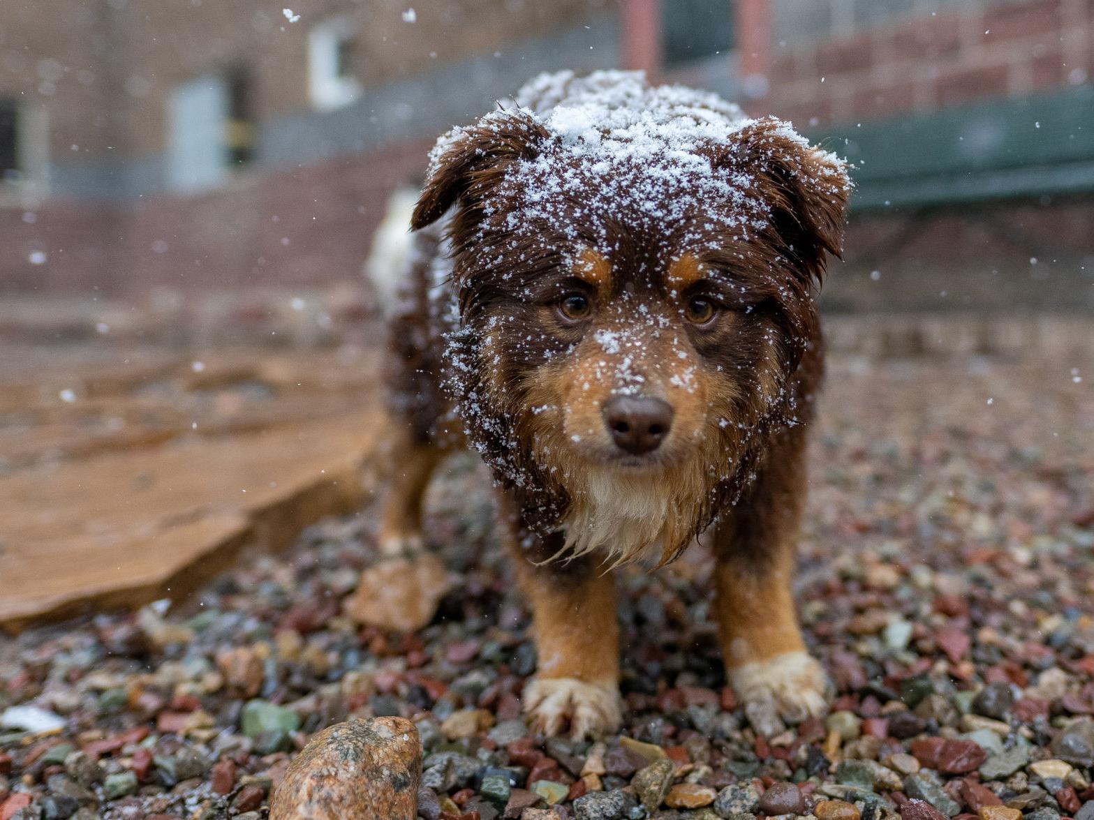 Pet Adoptions Strong Among Covid 19 Outbreak And Stay At Home