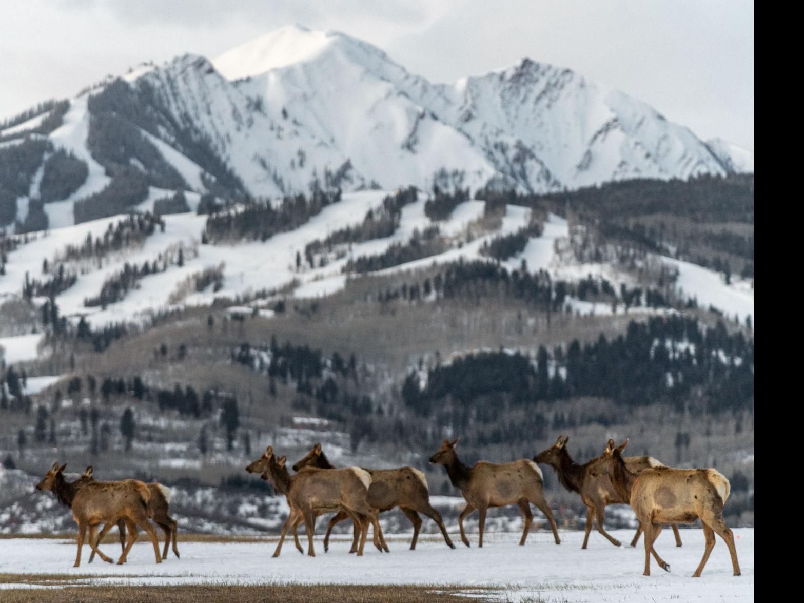 Wildlife Springing To Life On Local Trails Recreationalists Urged