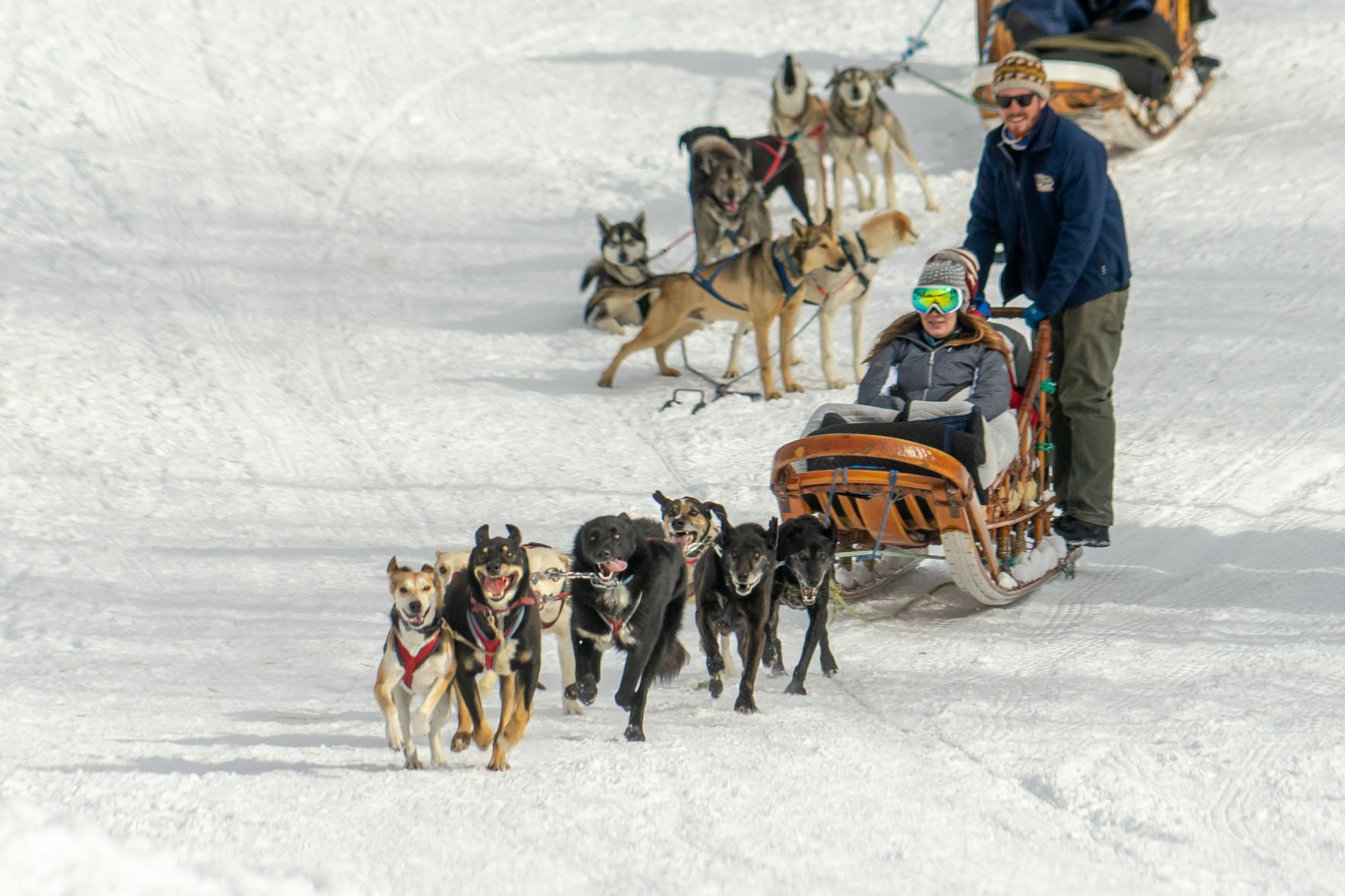 Retired sled hot sale dogs adoption