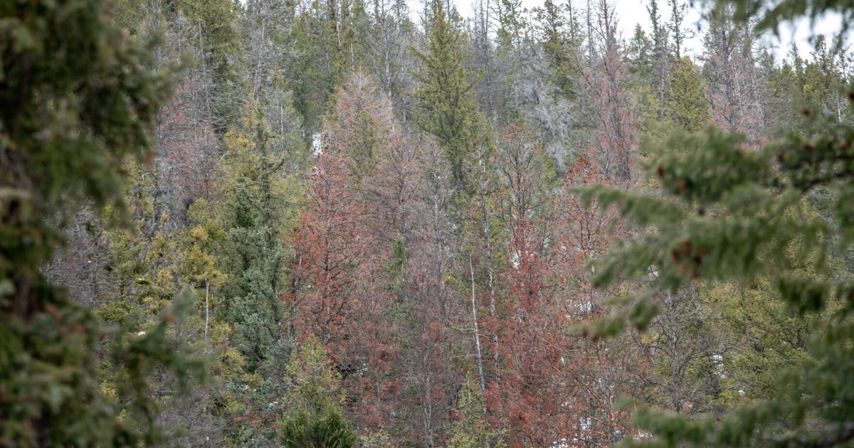 Those rust-colored conifer trees around Aspen? Telltale signs of ...
