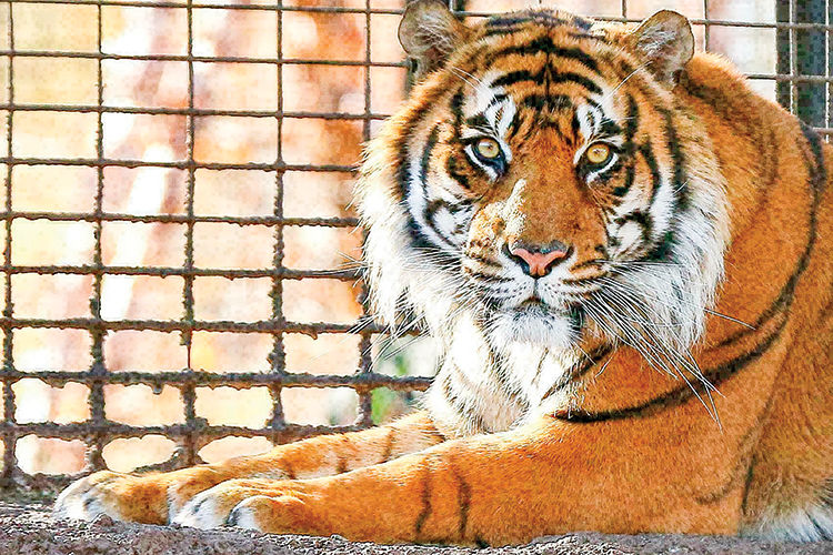 Protocols not followed before tiger attack | Local News |  