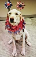 Make sure pets safely celebrate Fourth of July