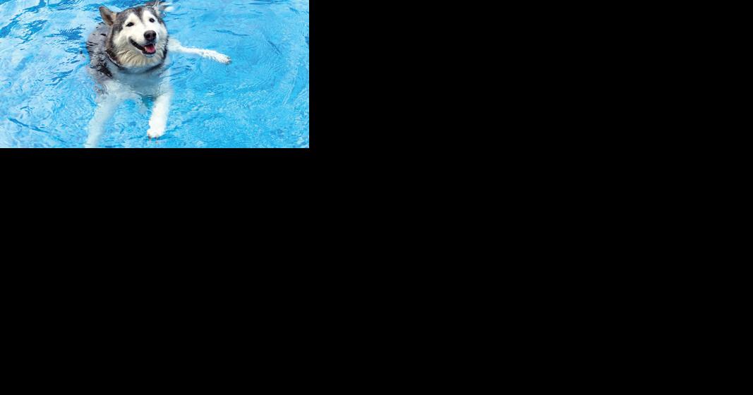Pool Pawty to close out summer season - Vimarsana News