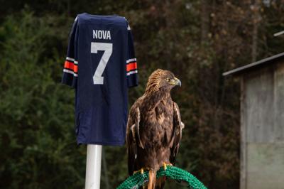 Auburn Retires Nova Names Aurea As War Eagle Viii News