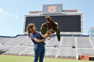 Golden Eagle Aurea Ready To Soar On Gameday News