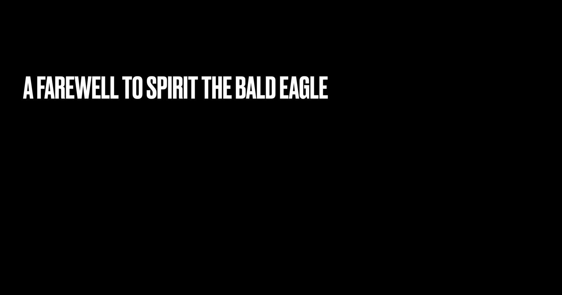 A Fond Farewell For Spirit The Bald Eagle Auburnvillager Com