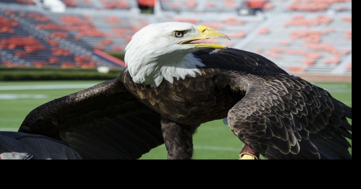 Auburn University College of Veterinary Medicine - 🦅 #Auburn's bald eagle  Spirit has flown alongside our official golden eagles—designated War  Eagles—since her first stadium flight in 2002. In recognition of her service