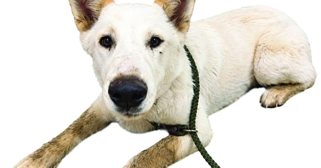AV Shelter Pets: Oct. 29, 2026