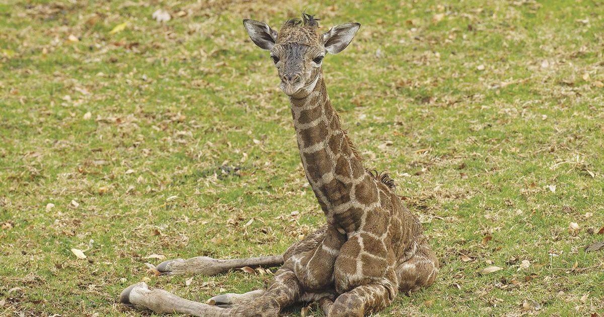 Two-day-old giraffe is euthanized in San Diego | News | avpress.com