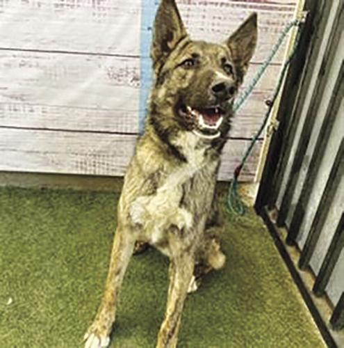 Lancaster shelter pets — Sheldon