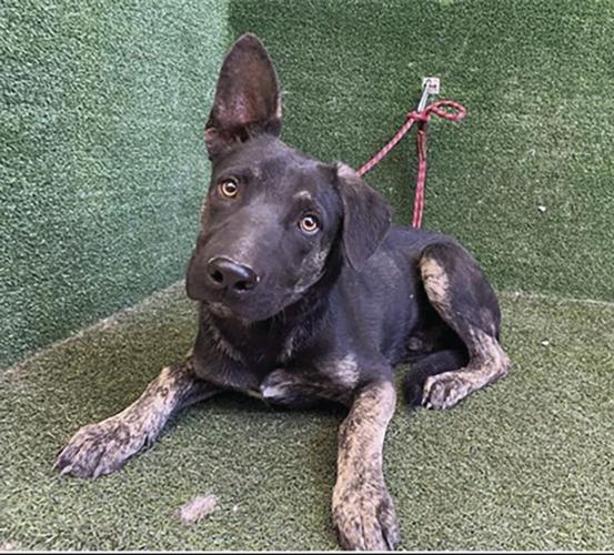 Shelter Pets Nov. 1, 2024 Valley Life