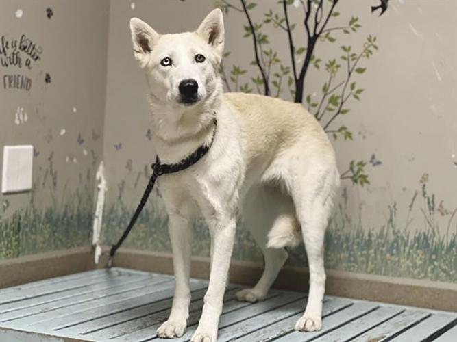 Palmdale shelter pets — June Bug