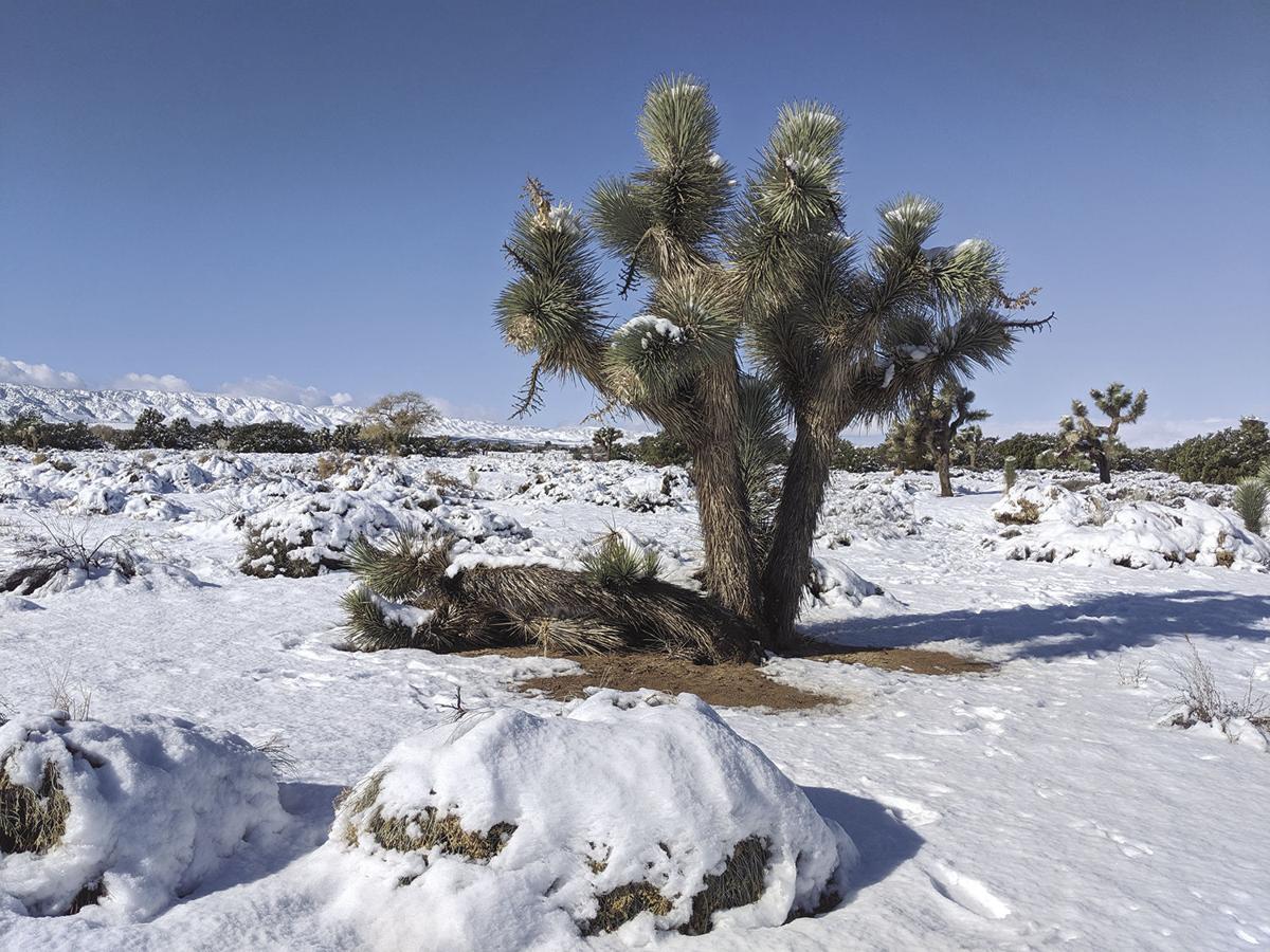 The Day After A Winter Wonderland News Avpress Com