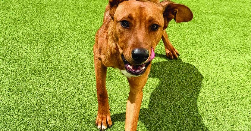 AV Shelter Pets, Sept. 10, 2026
