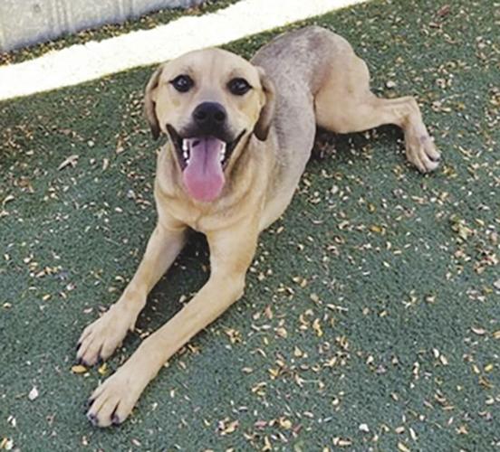 Lancaster shelter pets — Hester