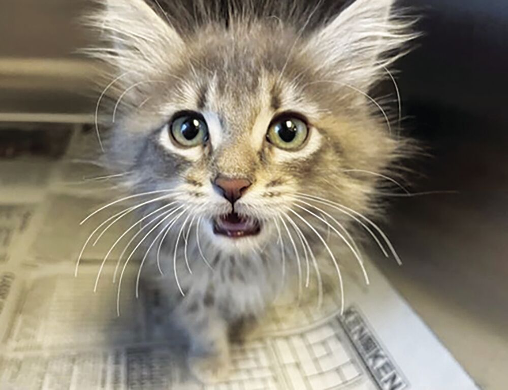 Lancaster animals — Kimmie