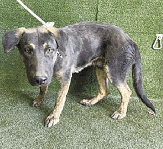 Shelter Pets Nov. 1, 2024 Valley Life