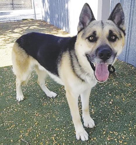 Lancaster shelter pets — Slater