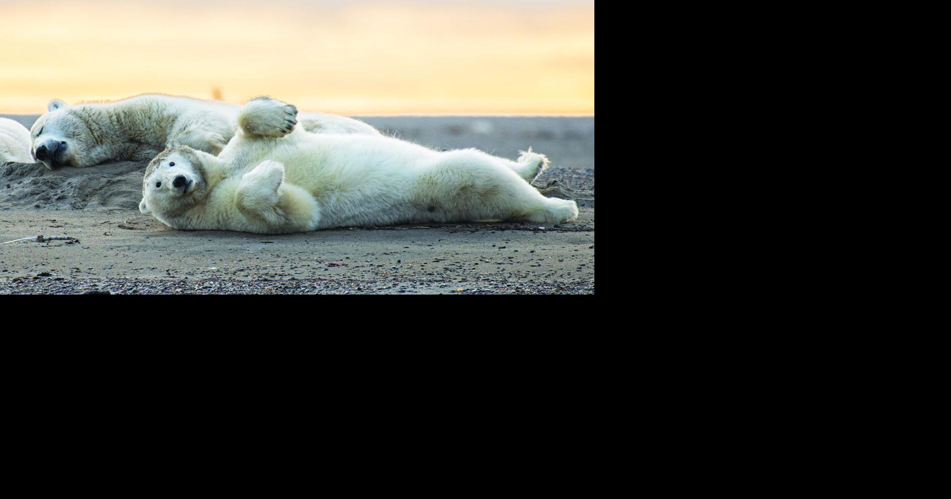 Village is trying to revive its polar bear tourism