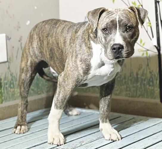 Lancaster shelter pets — Tyson