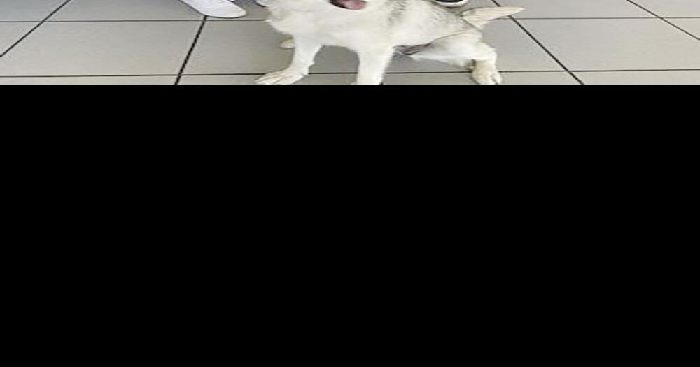 Dealership pet event results in 33 adoptions | News