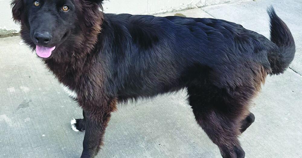 Shelter Pets: Sept. 19, 2025 | Valley Life | avpress.com