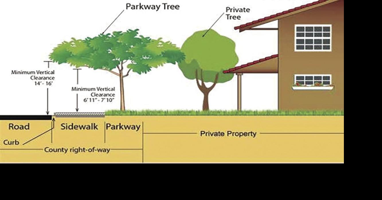 Parkway trees available from LA County | News | avpress.com