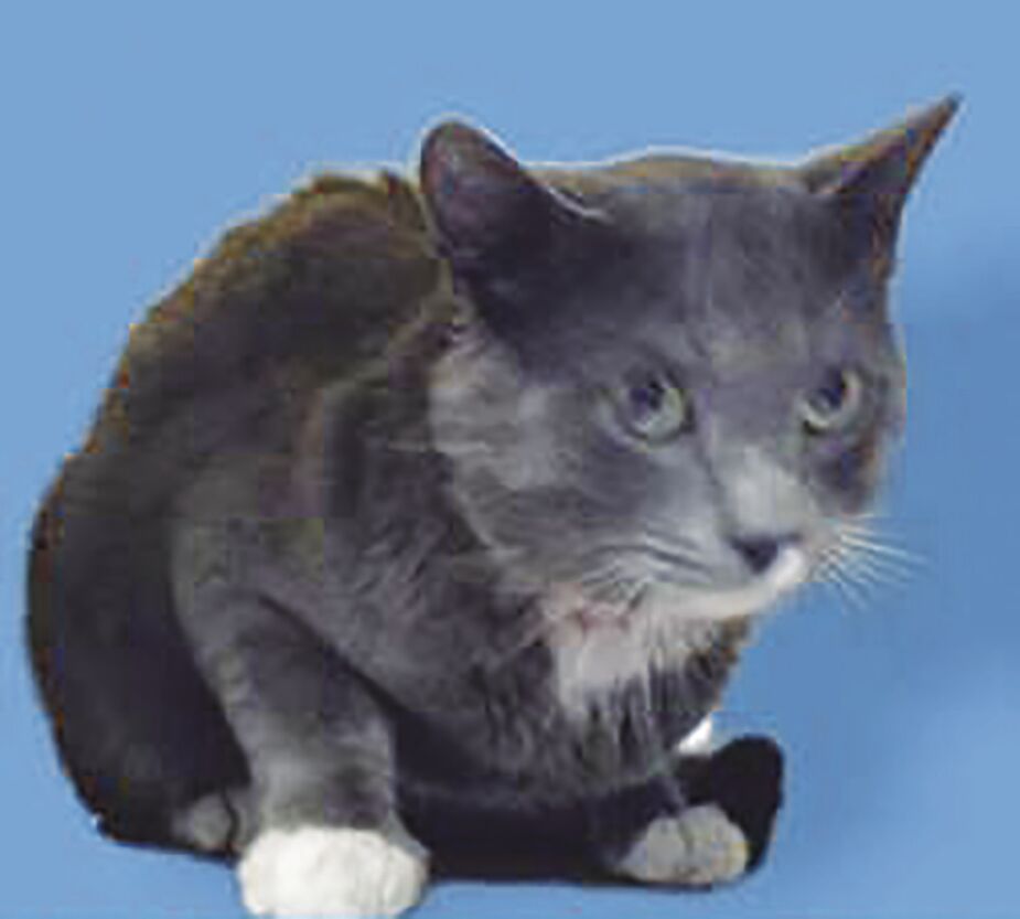 Meeko