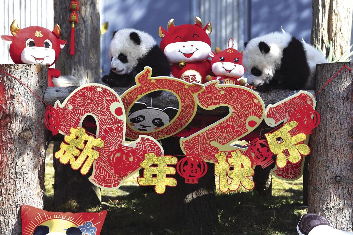 China Baby Pandas