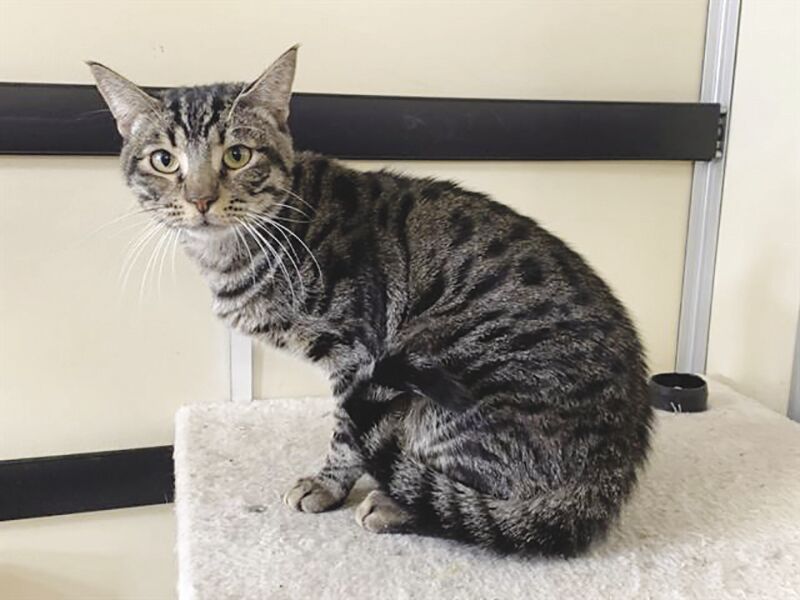 Mowgli